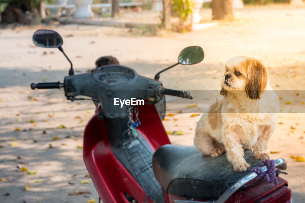 CLOSE-UP OF DOG WITH BICYCLE SITTING ON MOTORCYCLE