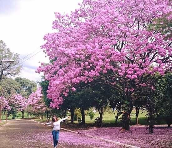 WOMAN HOLDING PINK FLOWERS