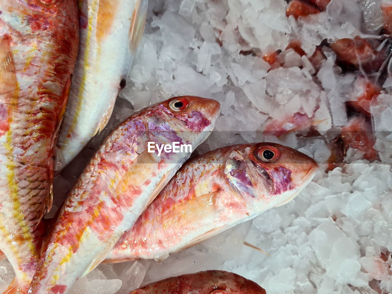 HIGH ANGLE VIEW OF FISH IN MARKET