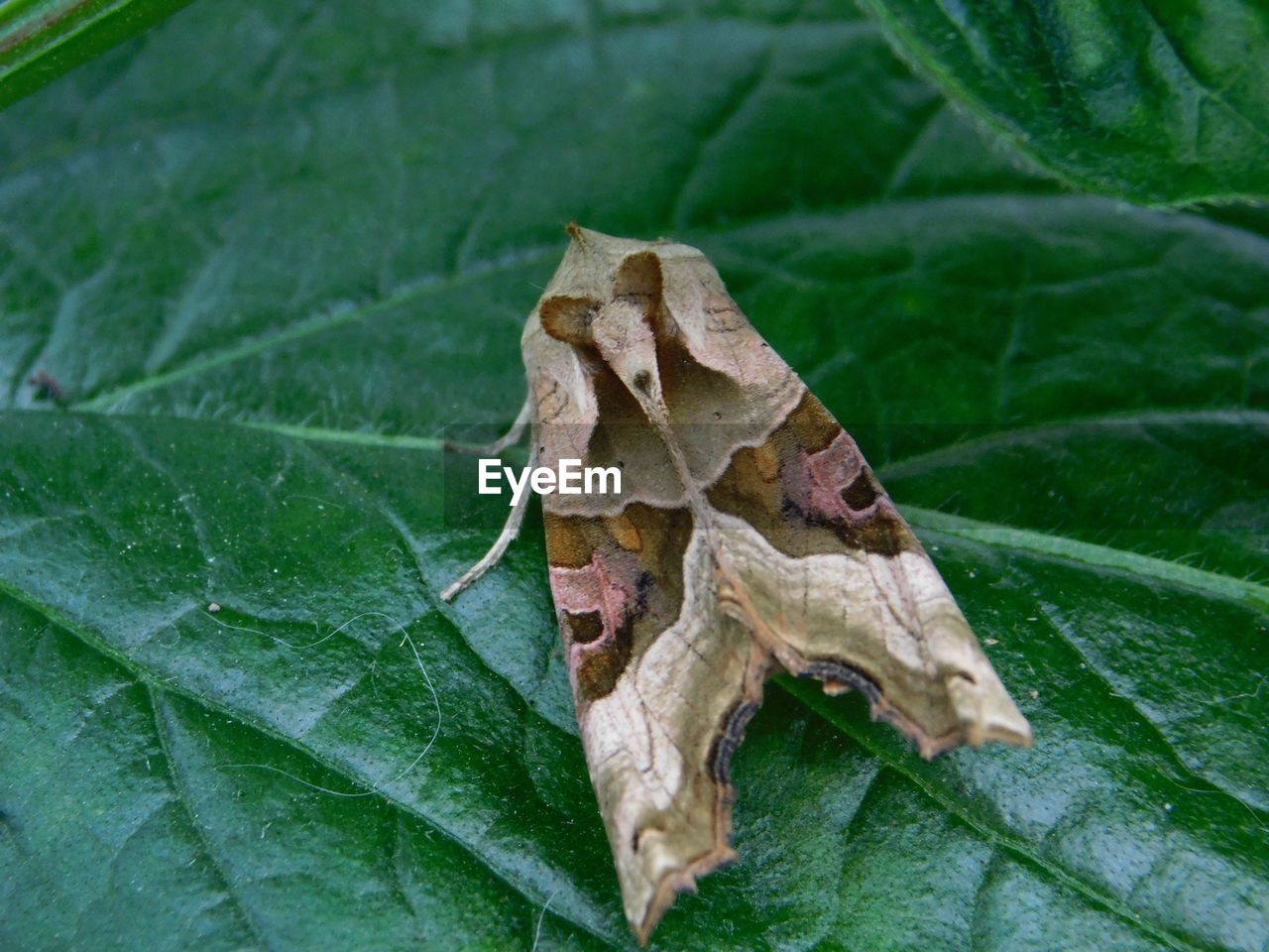 HIGH ANGLE VIEW OF LEAVES