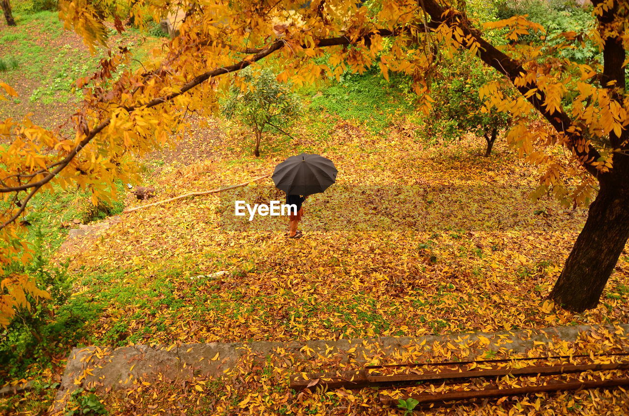 Person with umbrella on autumnal landscape