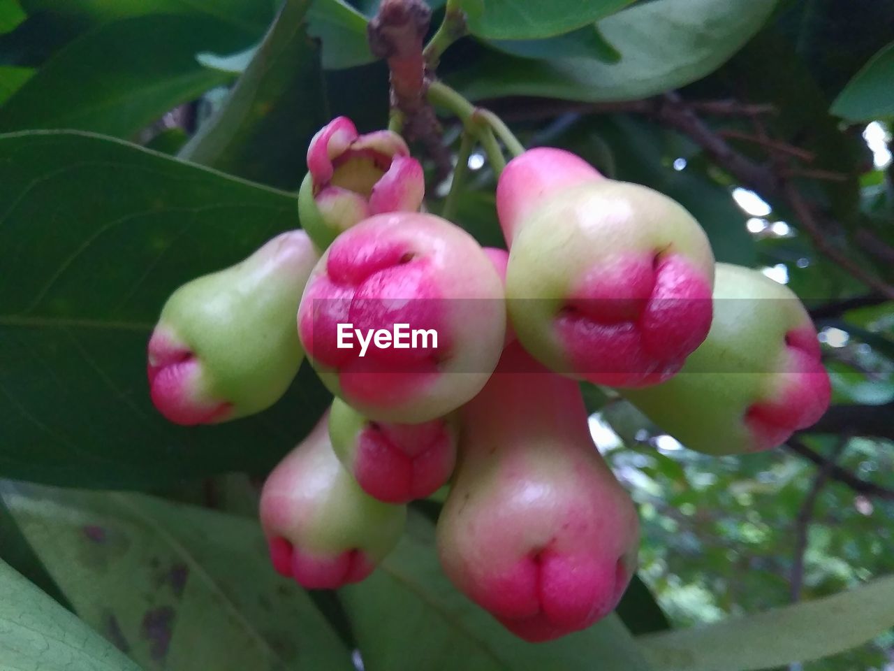 CLOSE-UP OF FRUITS GROWING ON TREE