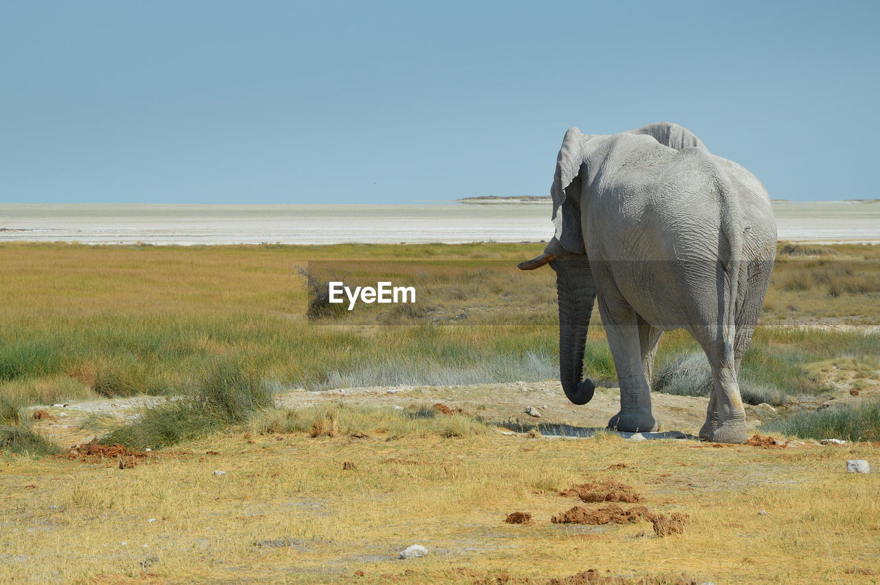 ELEPHANT WALKING ON FIELD BY LAKE AGAINST CLEAR SKY