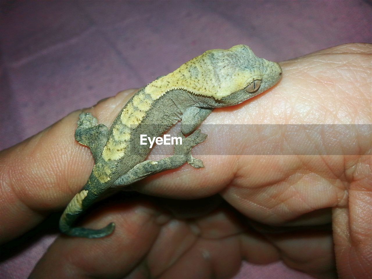 CLOSE-UP OF HAND HOLDING GREEN LEAF