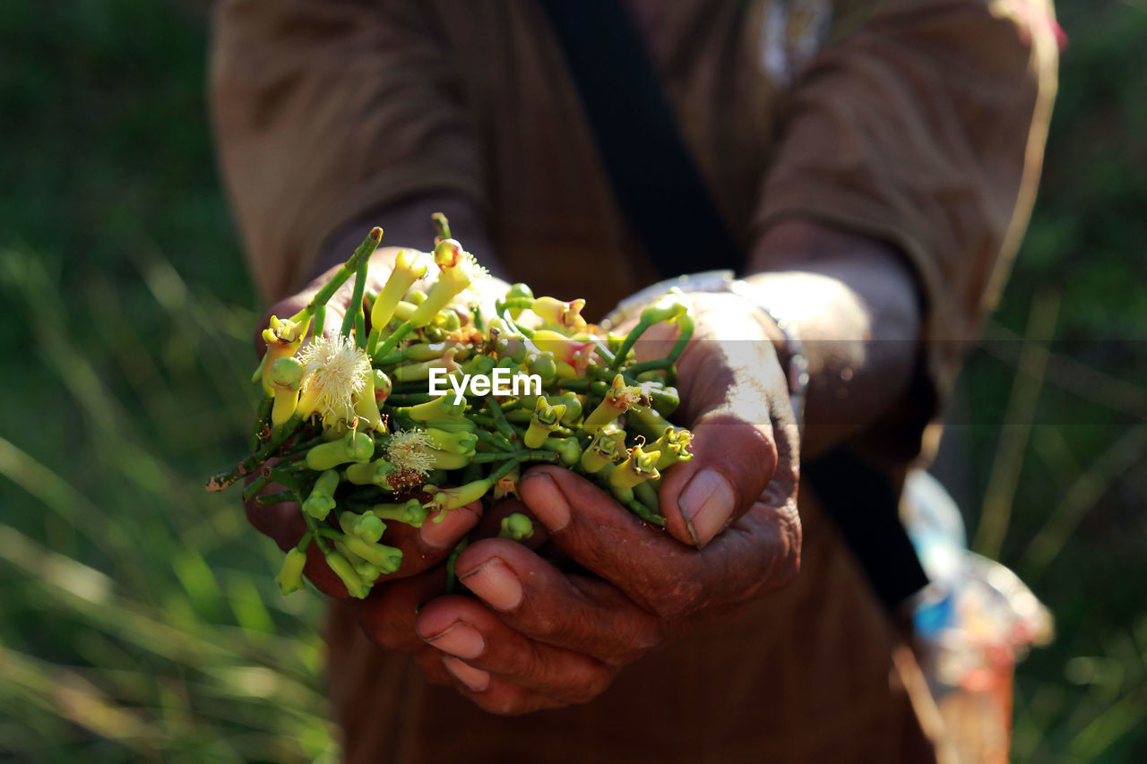 Close-up of hand holding flowering plant