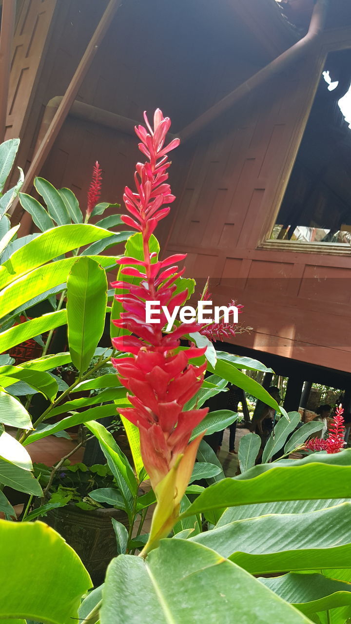 CLOSE-UP OF RED FLOWERING PLANT