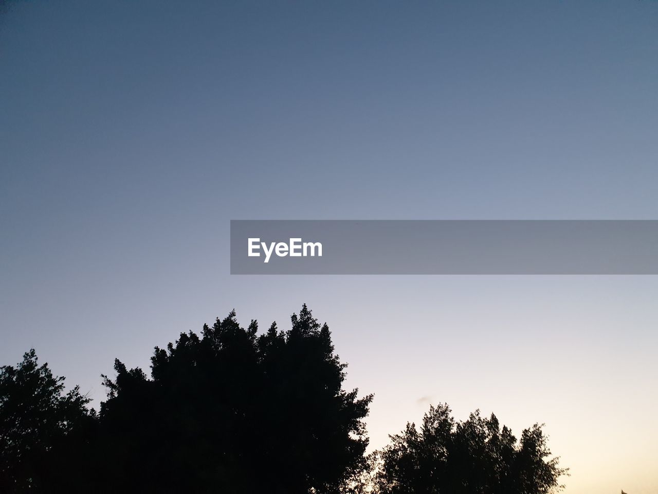 LOW ANGLE VIEW OF SILHOUETTE TREES AGAINST SKY