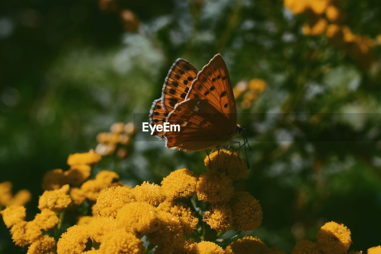 Close-up of butterfly pollinating on flower