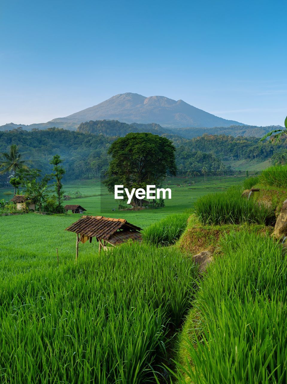 plant, landscape, green, environment, mountain, land, grassland, scenics - nature, grass, nature, field, sky, agriculture, rural scene, paddy field, meadow, natural environment, beauty in nature, pasture, tree, no people, crop, rice, farm, rural area, mountain range, rice paddy, growth, tranquility, plain, outdoors, blue, rice - food staple, food and drink, plateau, water, tranquil scene, food, prairie, flower, day, non-urban scene, clear sky, highland, cereal plant, wilderness, valley, foliage, travel