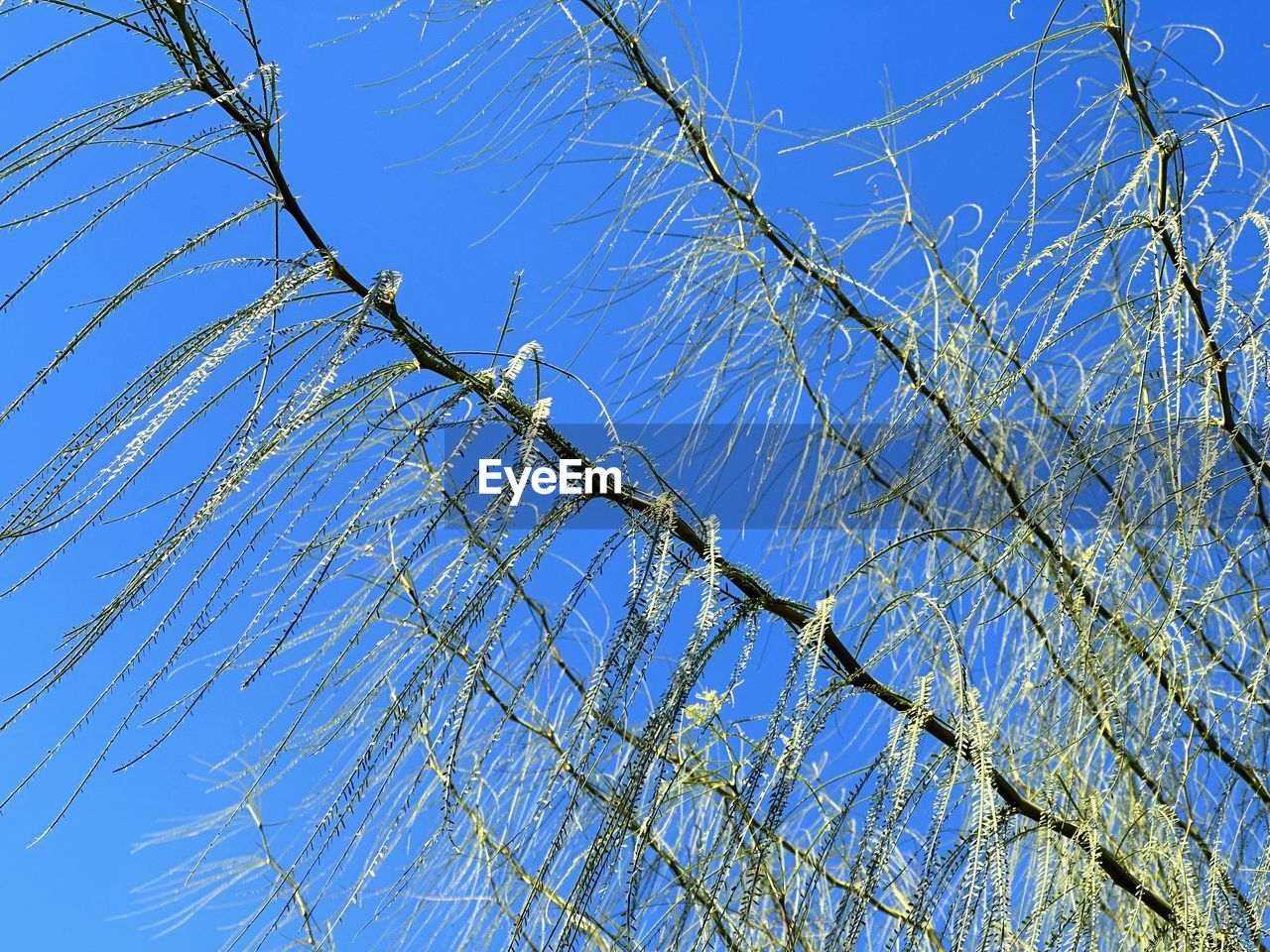 branch, sky, low angle view, tree, blue, no people, nature, plant, clear sky, day, frost, grass, outdoors, bare tree, beauty in nature, growth, twig, flower, tranquility, sunlight, leaf, winter, fence