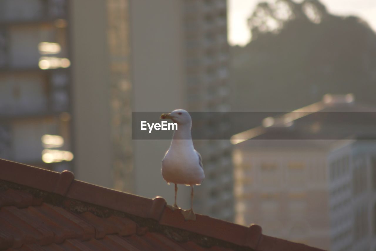 Seagull perching on a roof