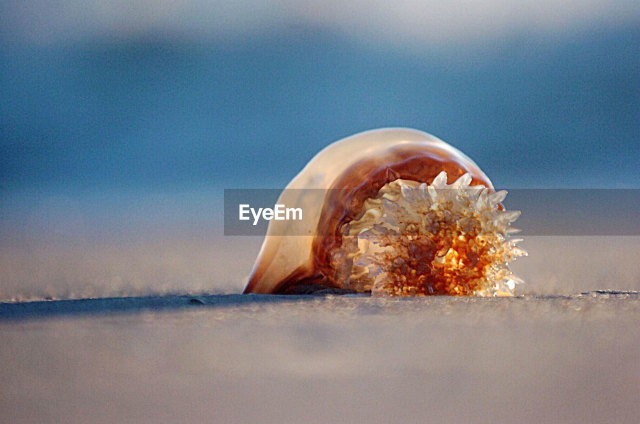 Close-up of seashell at beach