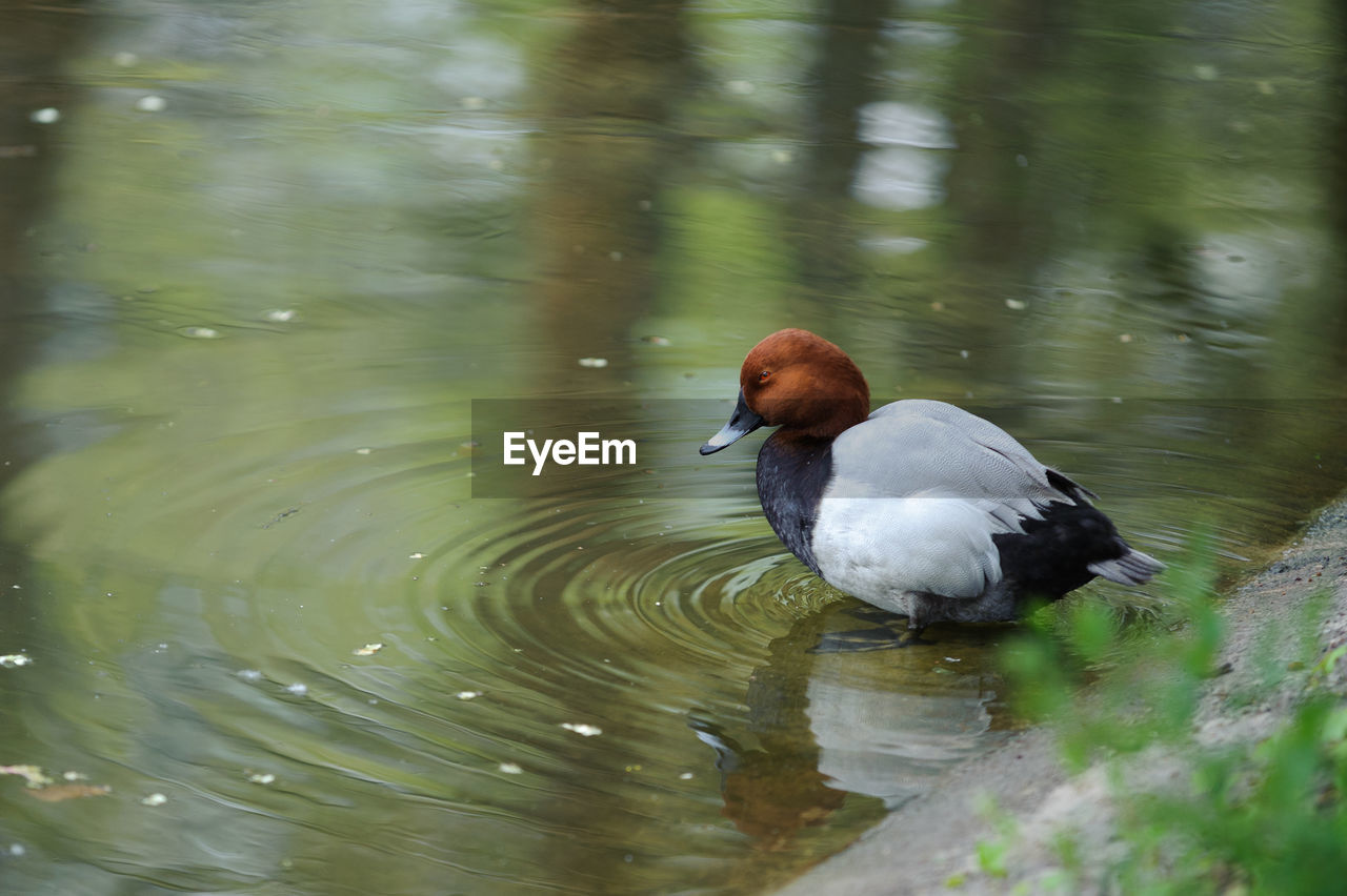 Common pochard - aythya ferina in bergamo