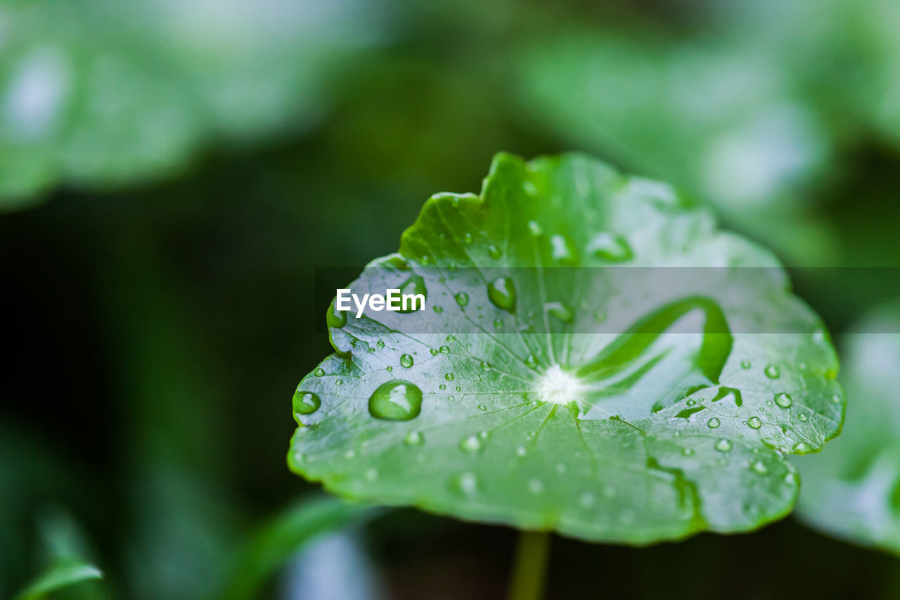 CLOSE-UP OF WET PLANT LEAVES