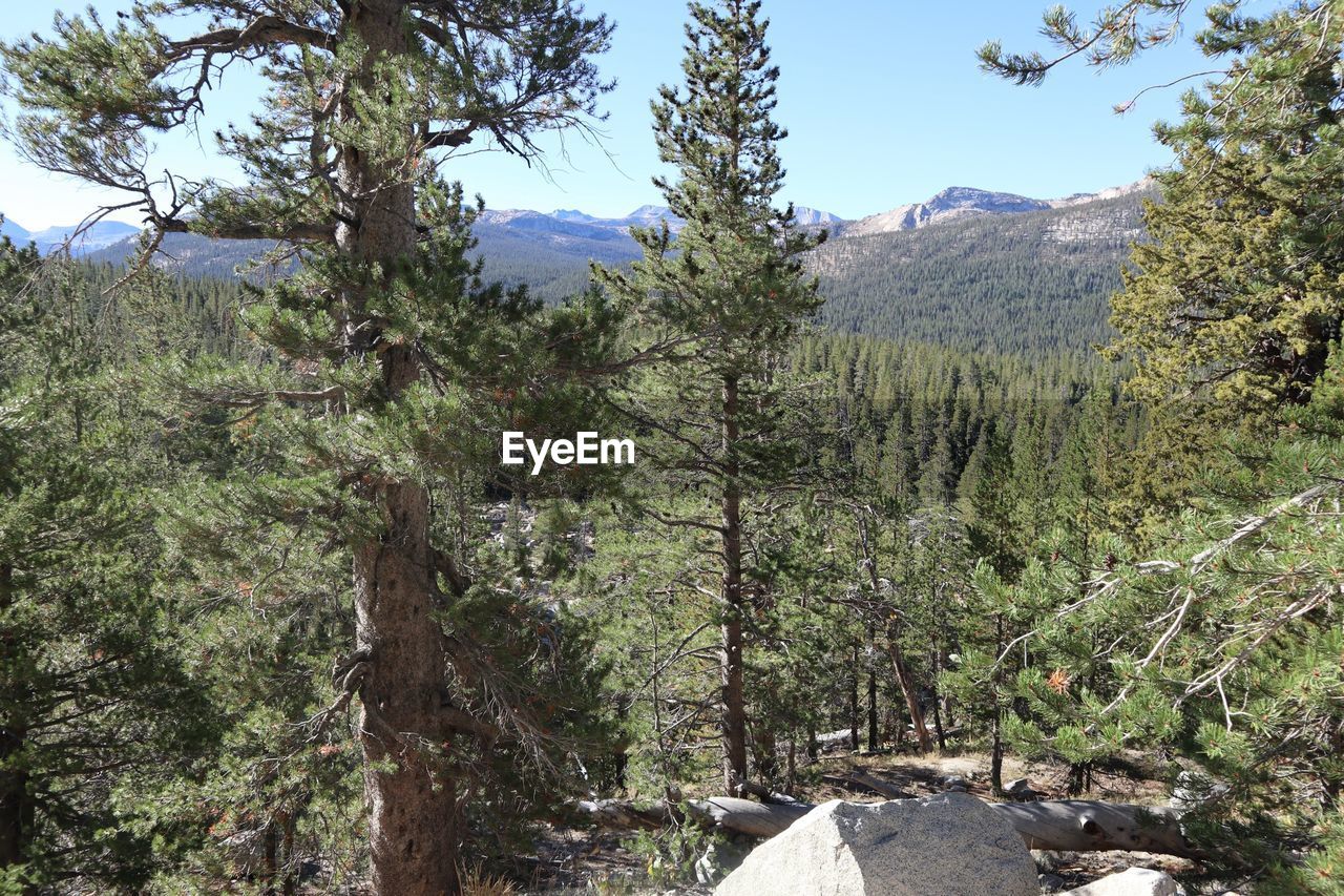 PANORAMIC SHOT OF TREES AND PLANTS GROWING ON LAND