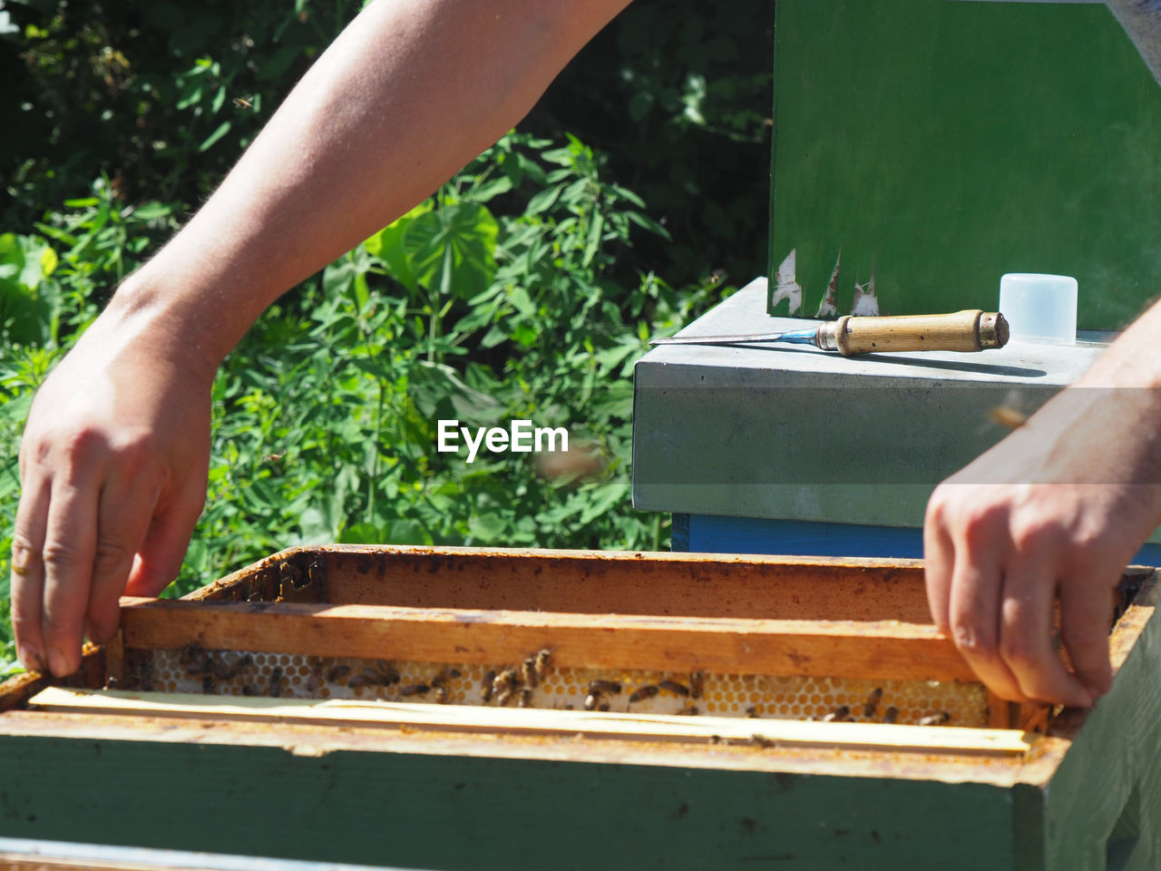 hand, bee, insect, one person, plant, nature, occupation, adult, beehive, day, agriculture, beekeeper, animal, growth, food, apiary, close-up, apiculture, men, outdoors, food and drink, holding, working, wood, green, beauty in nature, sunlight