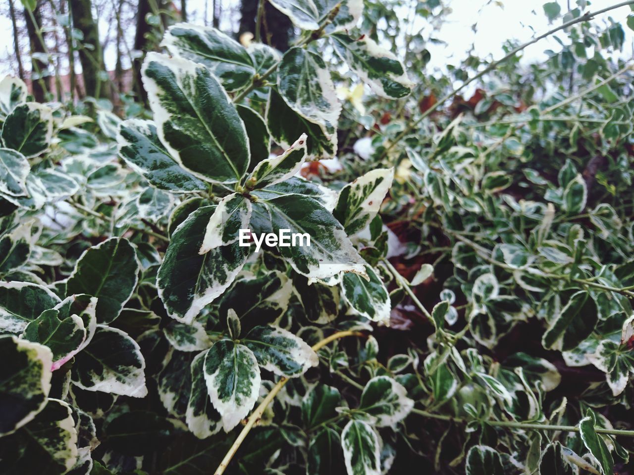 Close-up of fresh green plants