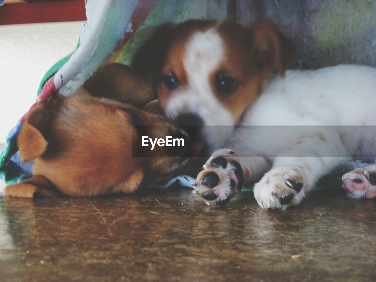 Close-up portrait of puppy relaxing on floor