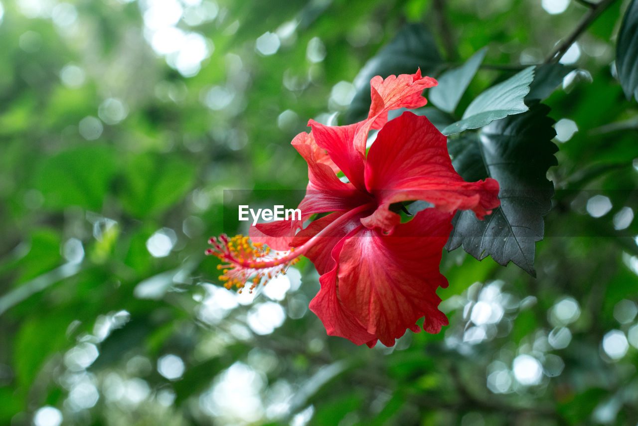 CLOSE-UP OF FRESH RED HIBISCUS BLOOMING ON TREE