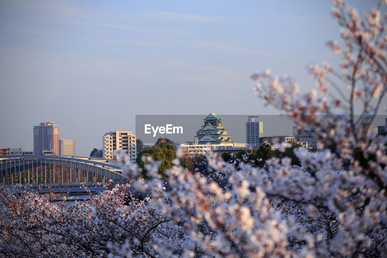 Cherry blossom by buildings in city against sky