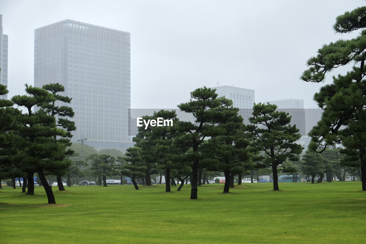 Trees in park against buildings in city against sky