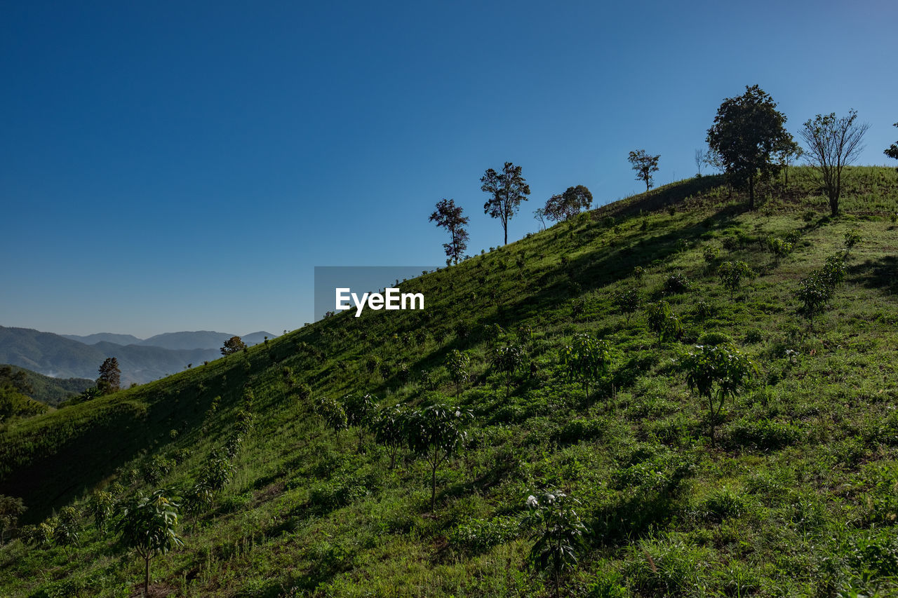 Scenic view of landscape against clear blue sky