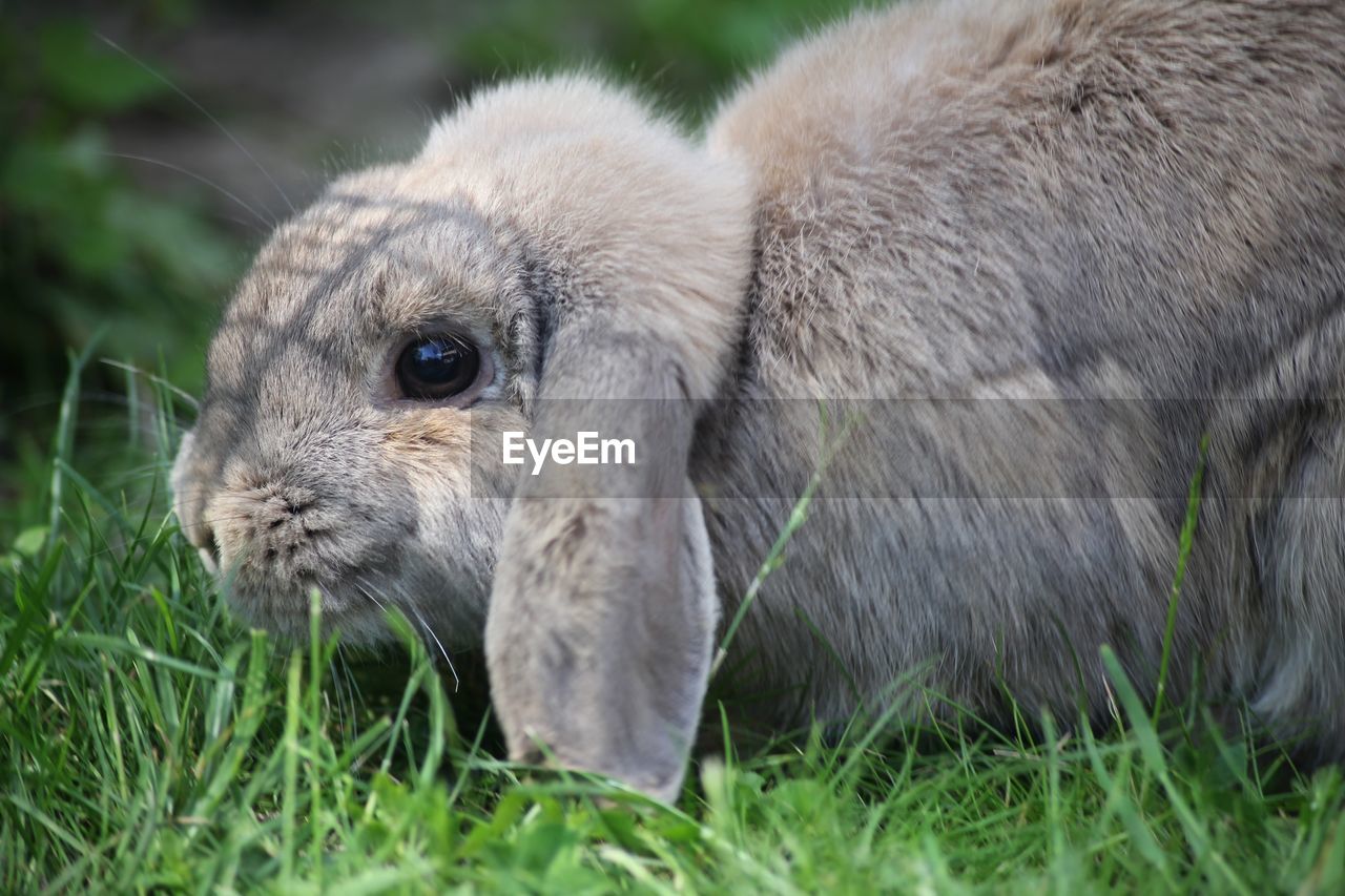 Close-up of rabbit eating grass