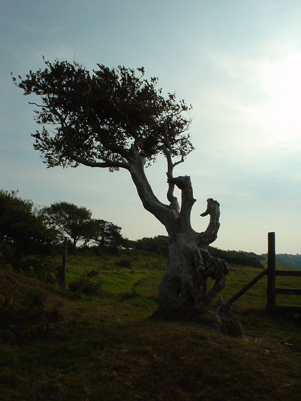 TREES ON GRASSY FIELD