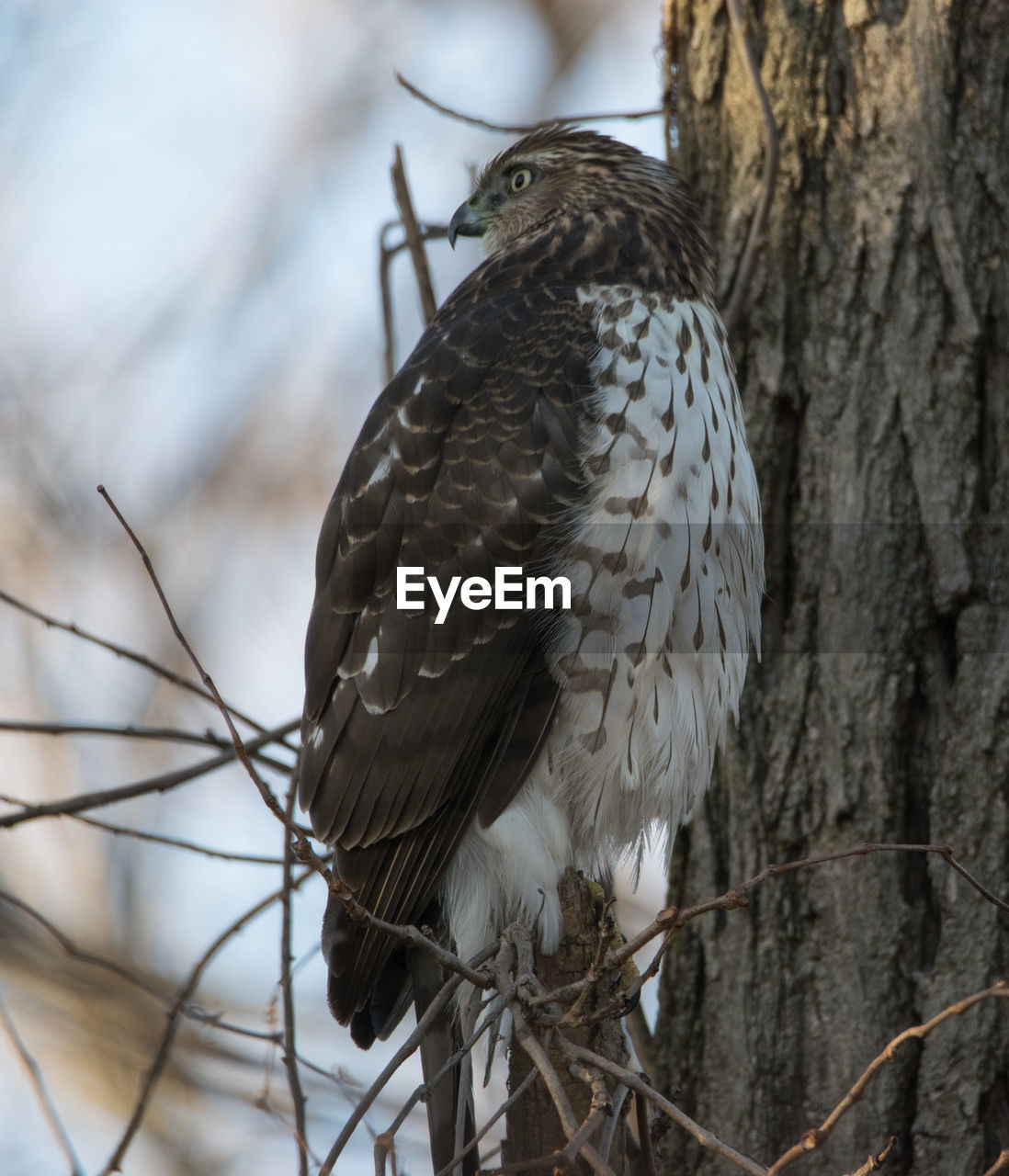 A cooper's hawk keeping an eye on the bird feeders in prospect park, brooklyn