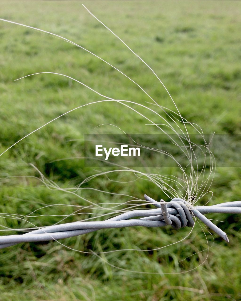 CLOSE-UP OF SPIDER WEB ON GRASS