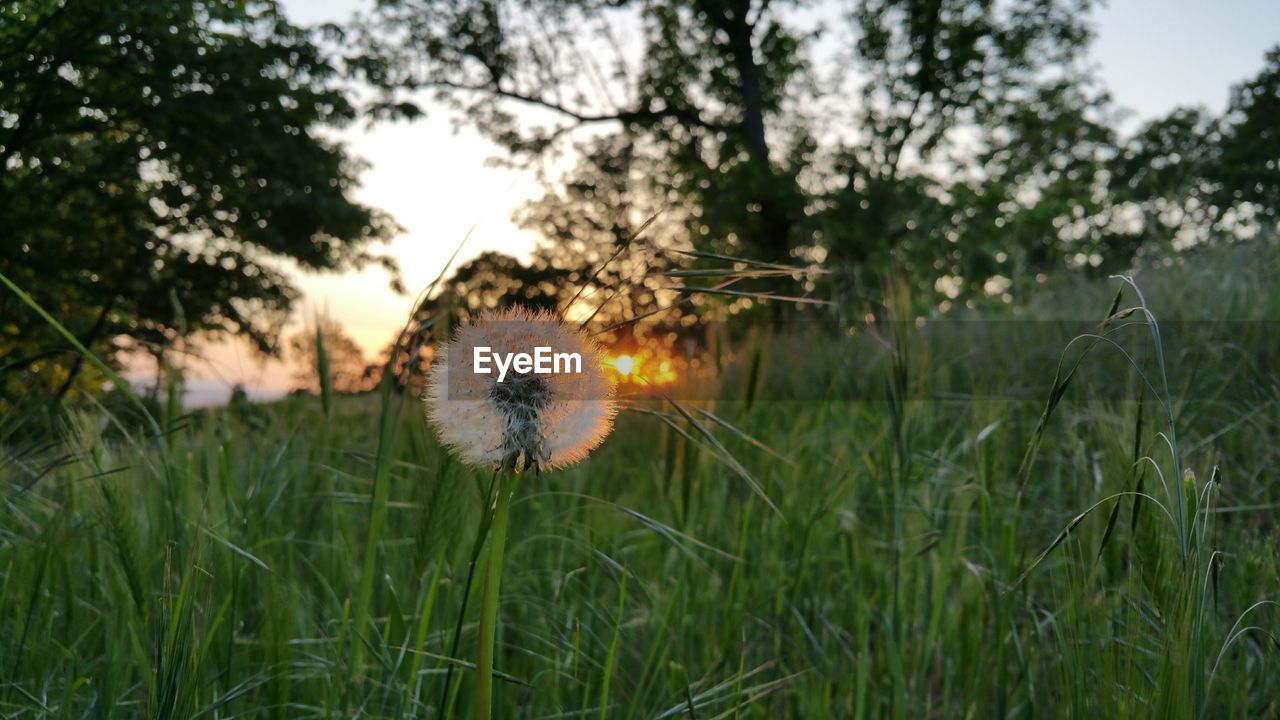 Close-up of dandelion growing on grassy field