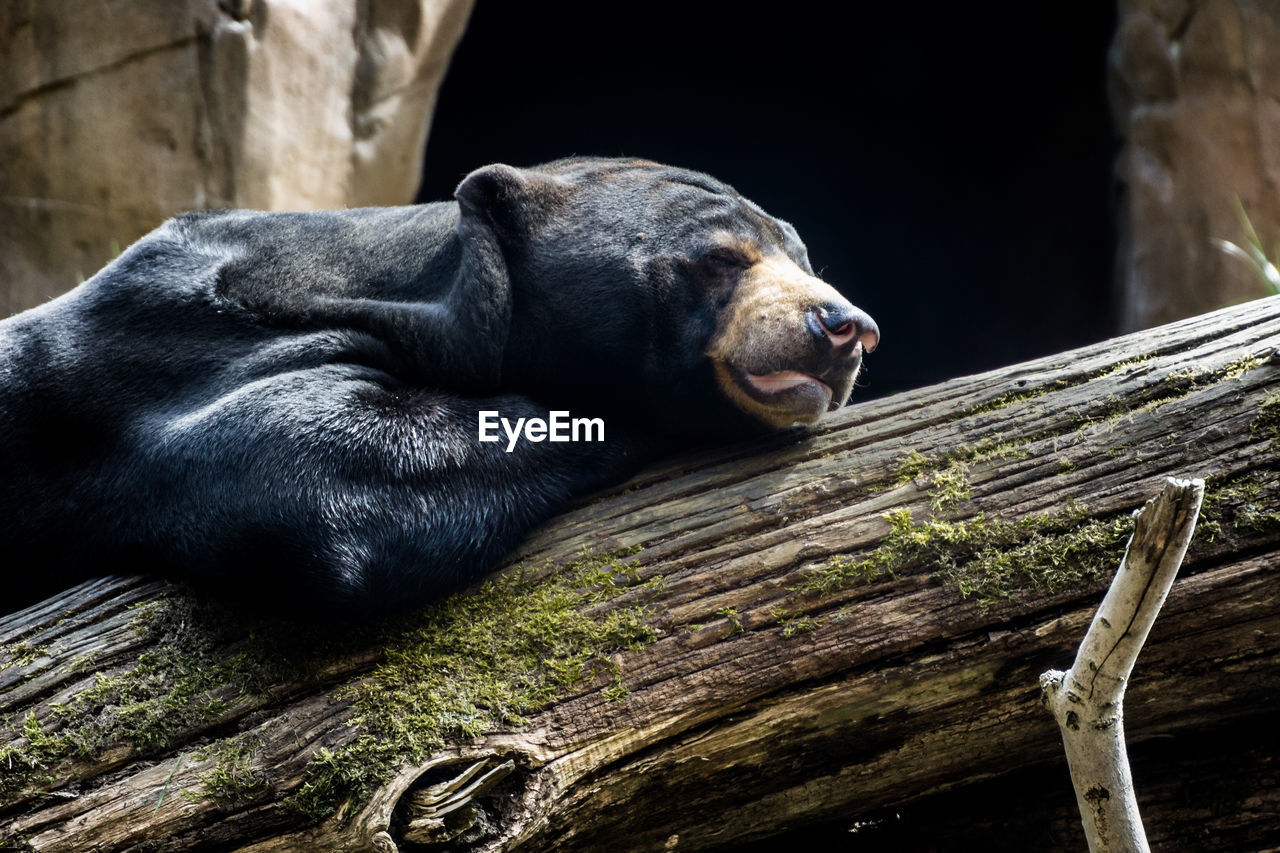 Low angle close-up of sun bear sleeping on log