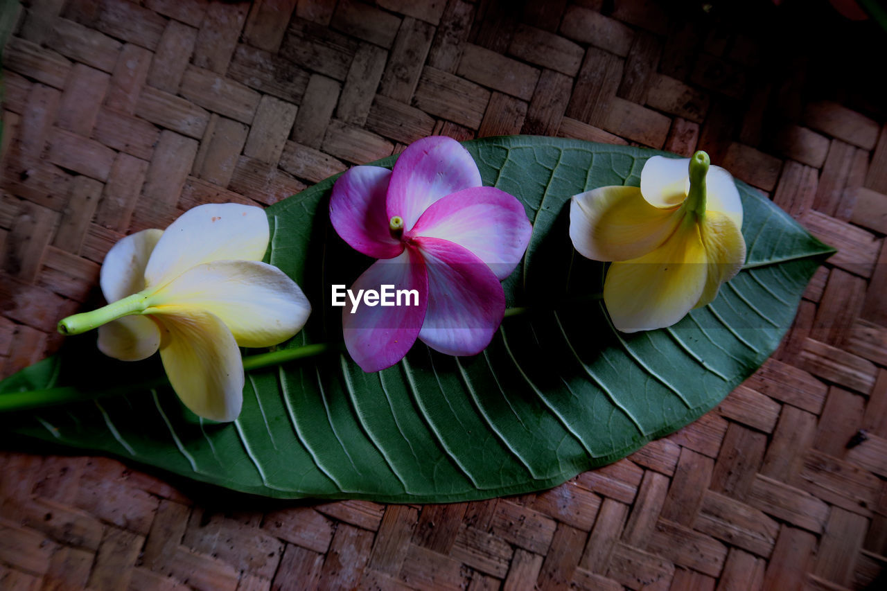 Directly above shot of frangipanis on leaf
