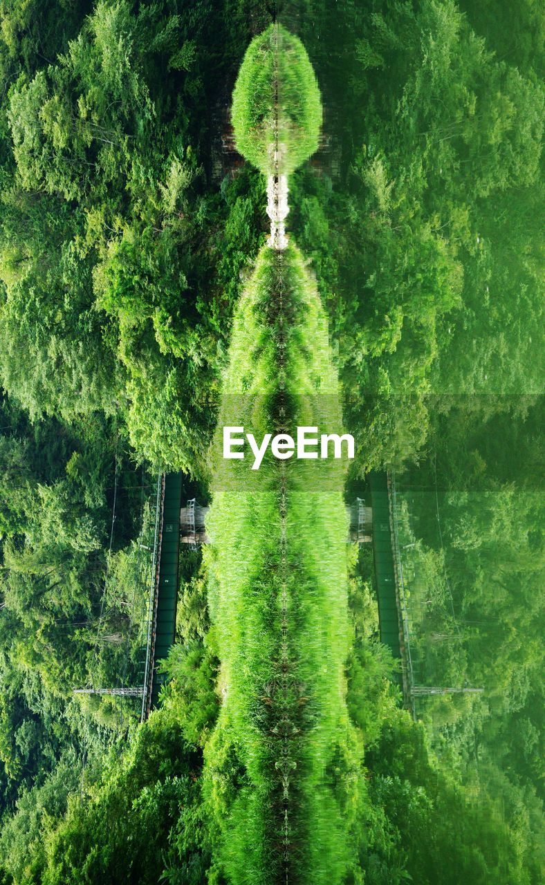 DIGITAL COMPOSITE IMAGE OF TREES AND PLANTS ON LAND
