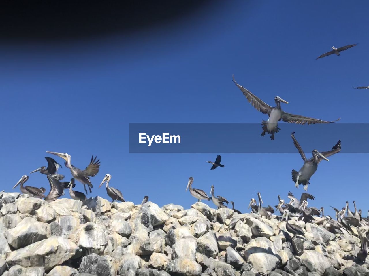 LOW ANGLE VIEW OF SEAGULLS FLYING AGAINST CLEAR BLUE SKY