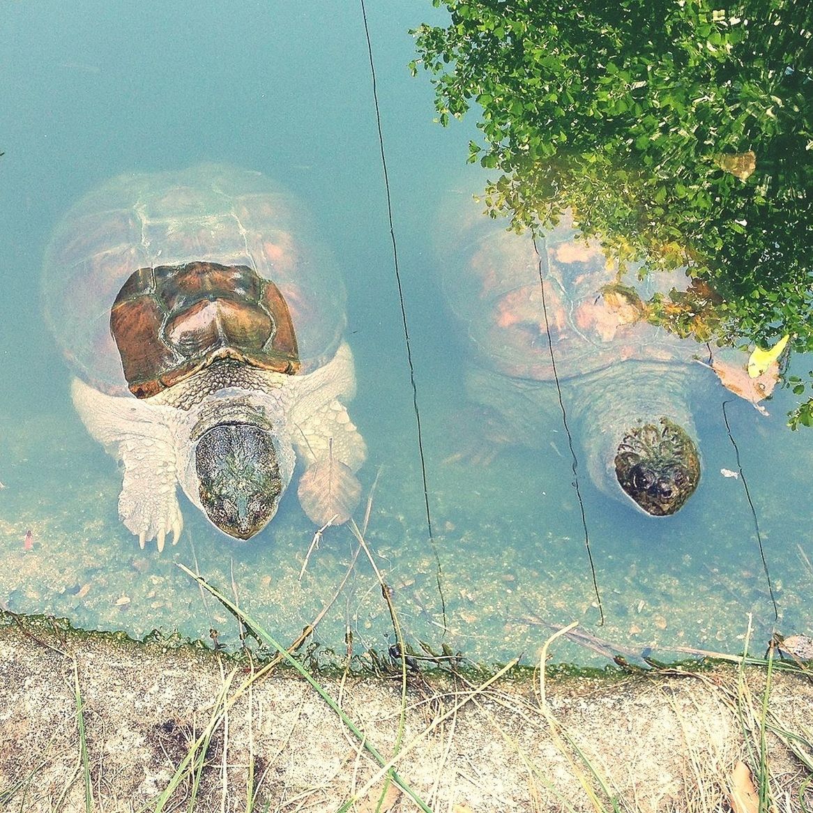 High angle view of turtles in pond