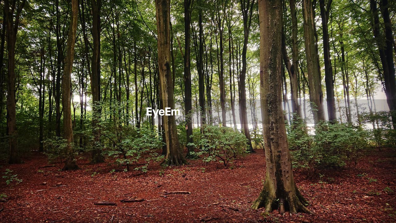 VIEW OF TREES GROWING IN FOREST