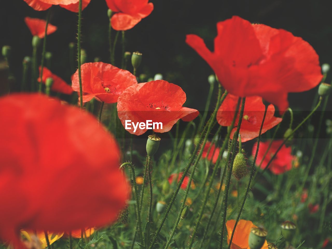 CLOSE-UP OF RED POPPY FLOWERS IN FIELD