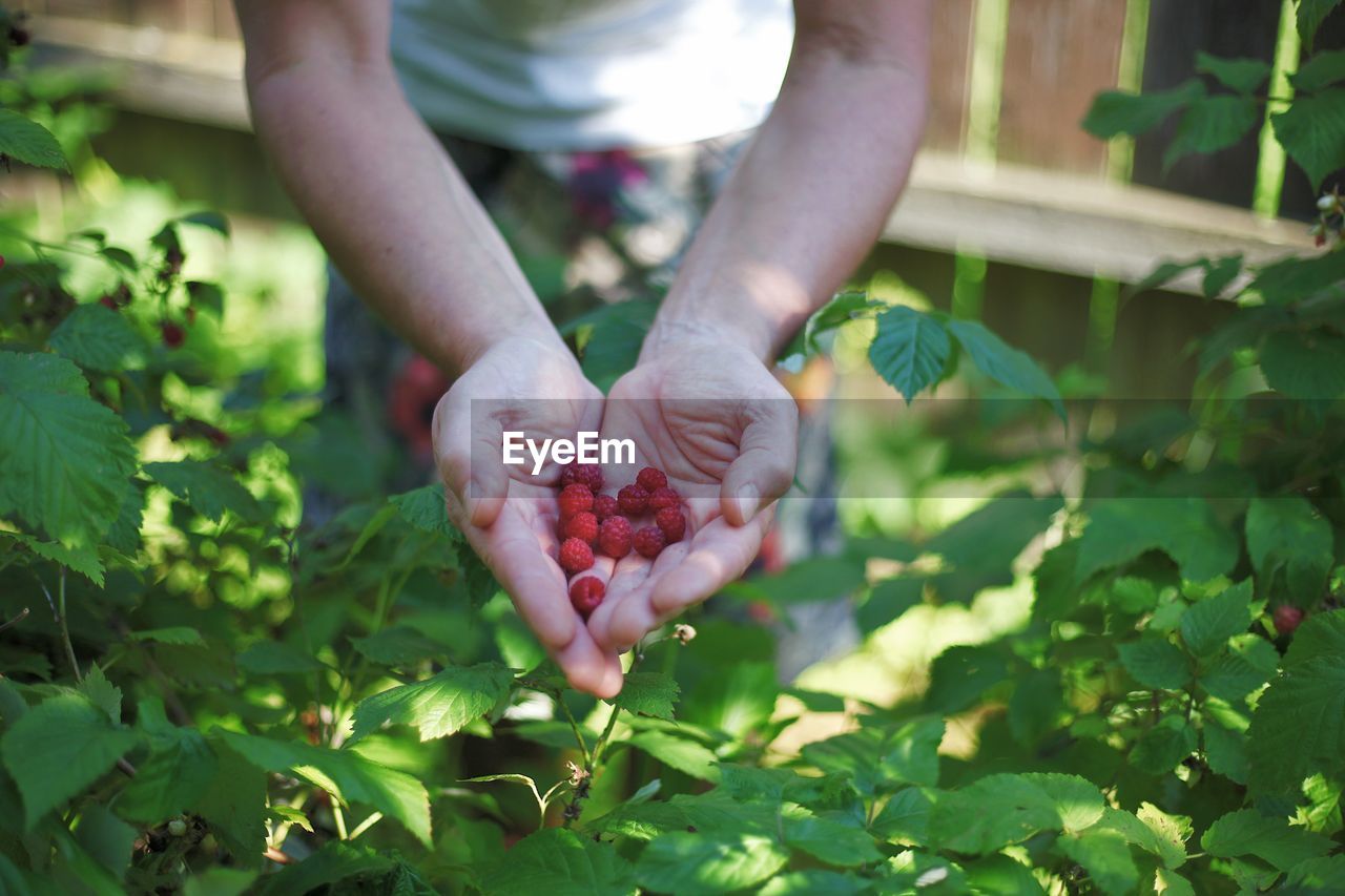 Midsection of woman holding berry fruits in hands