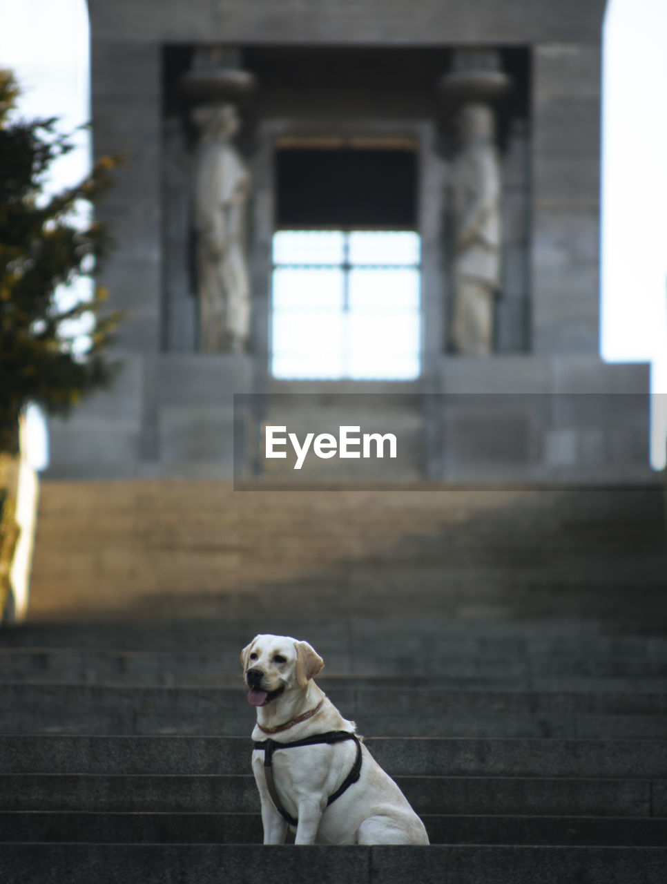 PORTRAIT OF A DOG ON THE WALL