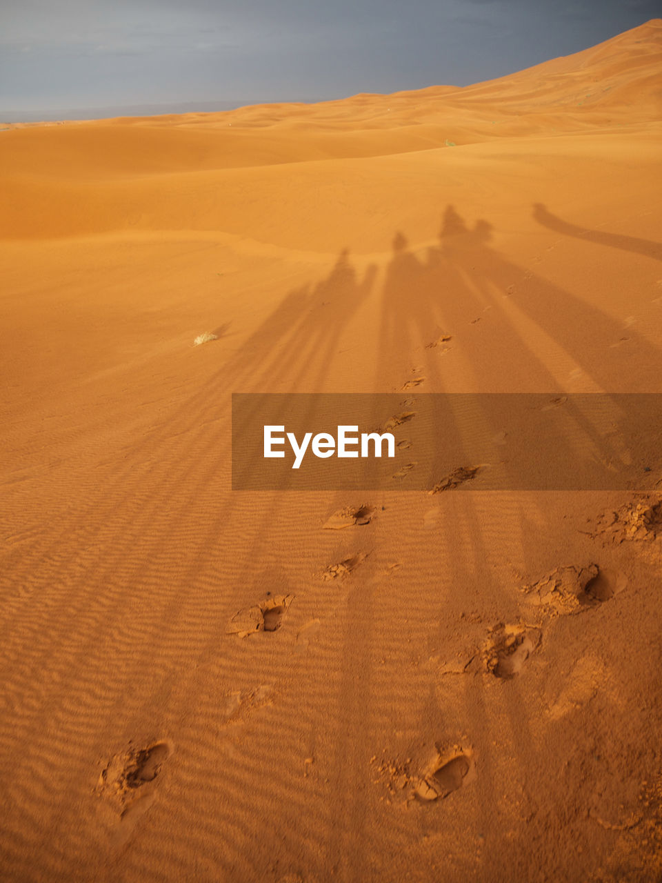 View of tire tracks in desert