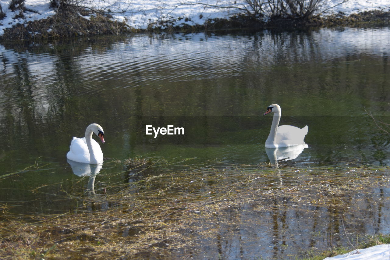 SWANS SWIMMING ON LAKE