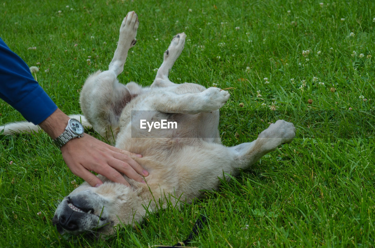 Cropped image of man pampering dog relaxing on grassy field