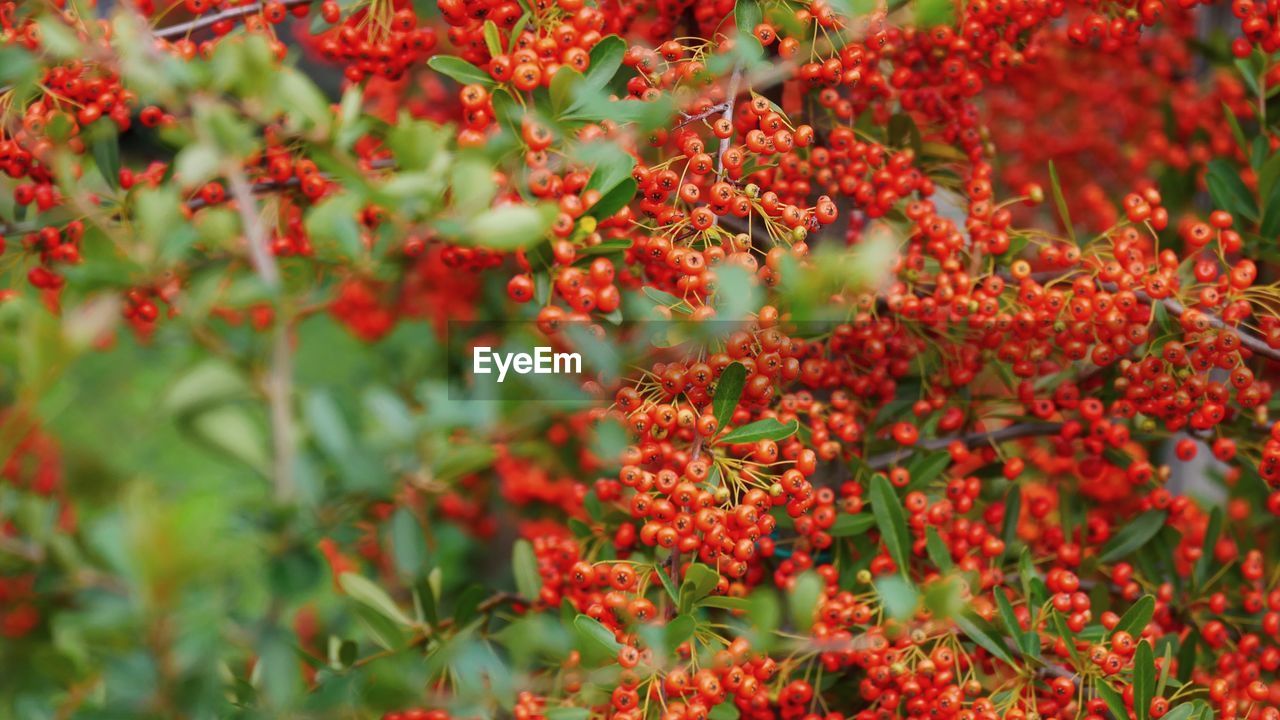 CLOSE-UP OF BERRIES ON TREE