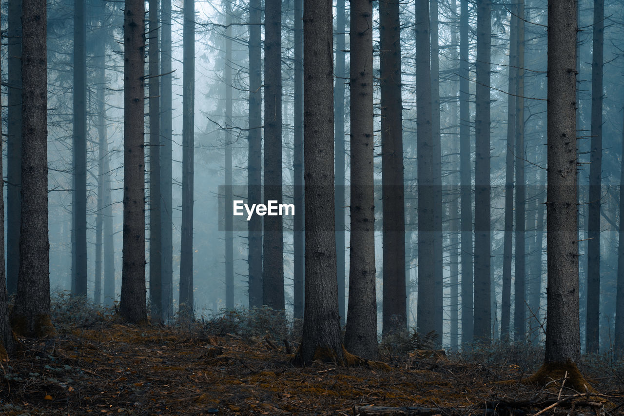 PANORAMIC SHOT OF TREES IN FOREST