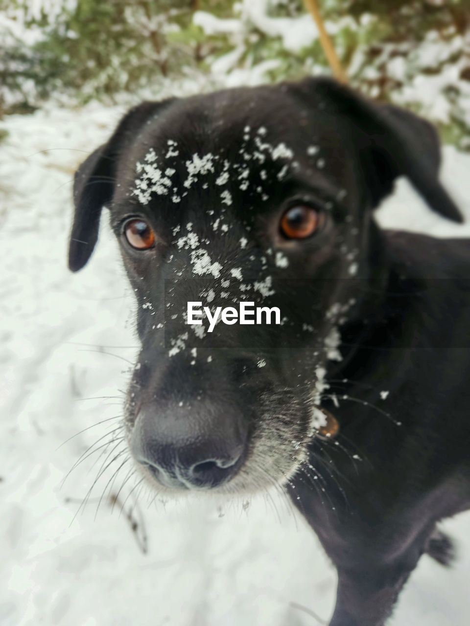 one animal, animal themes, animal, pet, dog, mammal, domestic animals, canine, black, snow, portrait, winter, cold temperature, carnivore, looking at camera, nature, no people, day, close-up, puppy, labrador retriever, animal body part, water, outdoors, retriever, patterdale terrier, focus on foreground