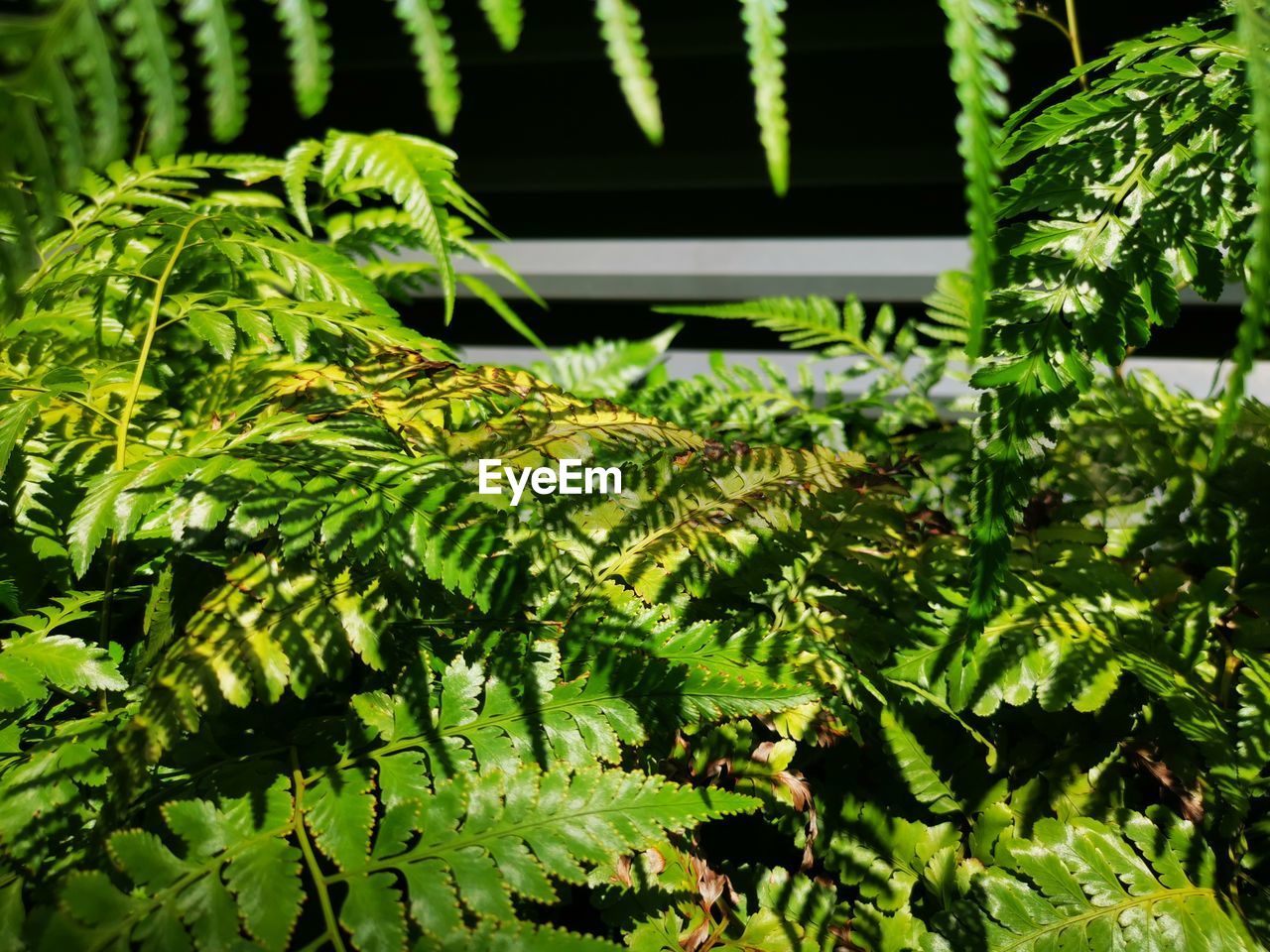 Close-up of fern leaves