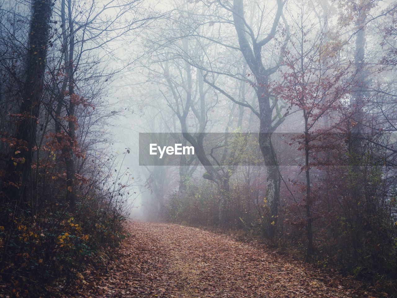 Road amidst trees in forest during autumn