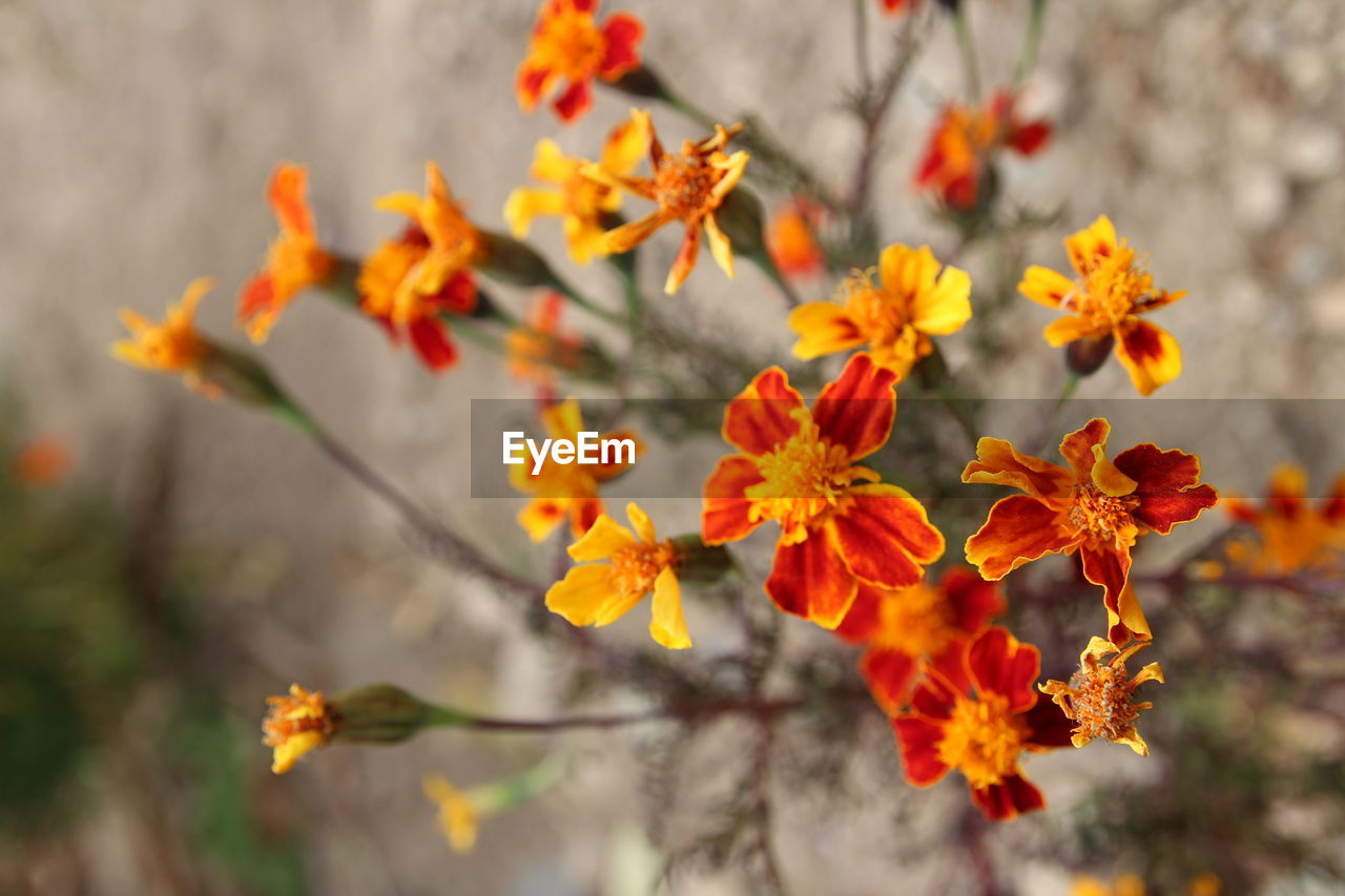 Close-up of orange flowers blooming outdoors