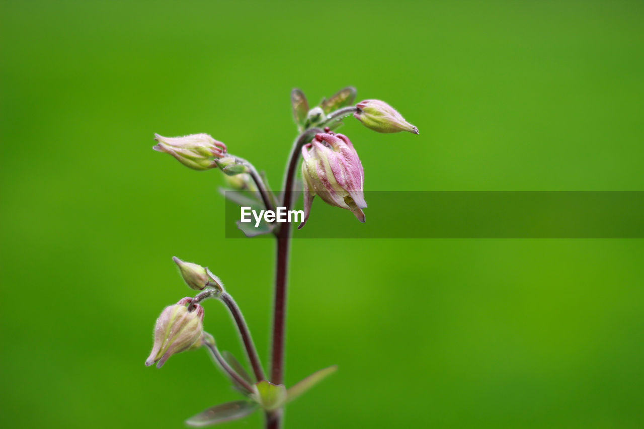 Close-up of wilted flower